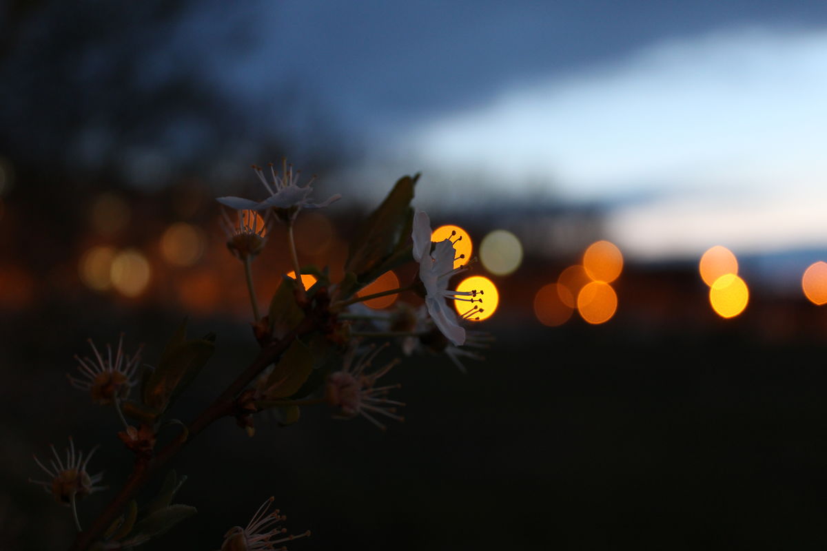 Seres Ádám Zoltán