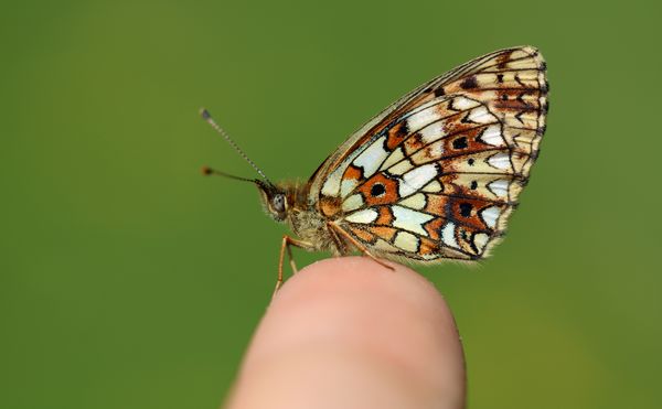 Kézre szállt fakó gyöngyházlepke