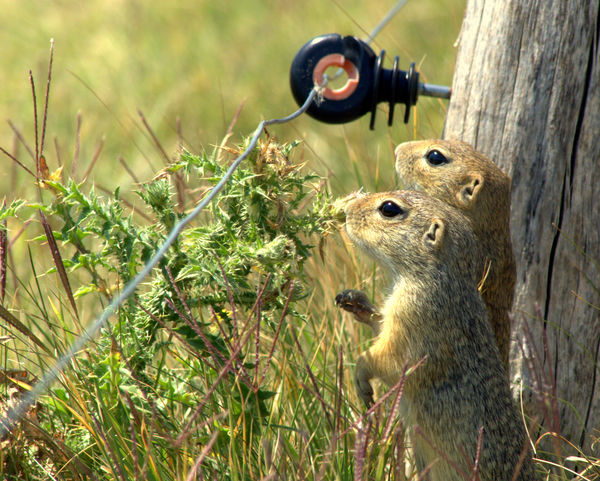 Szerinted mi van ott?