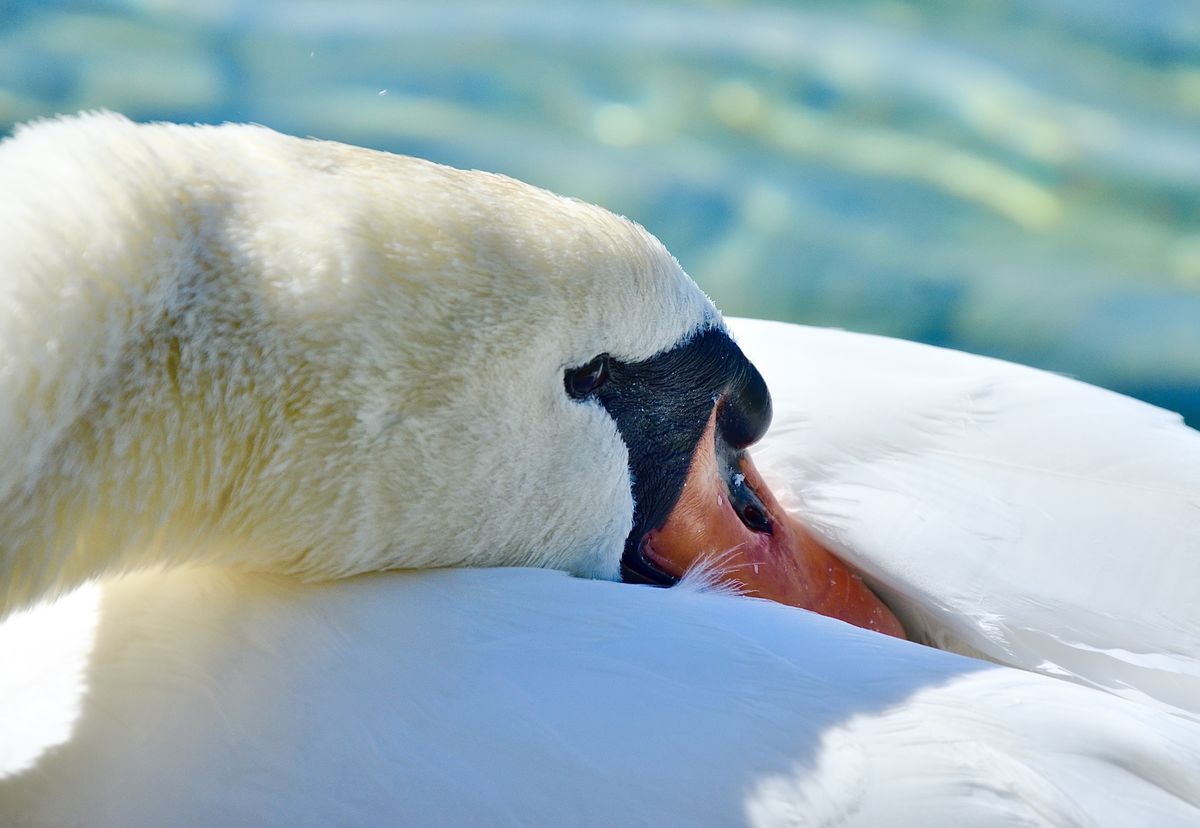 Presztolánszky Ágnes