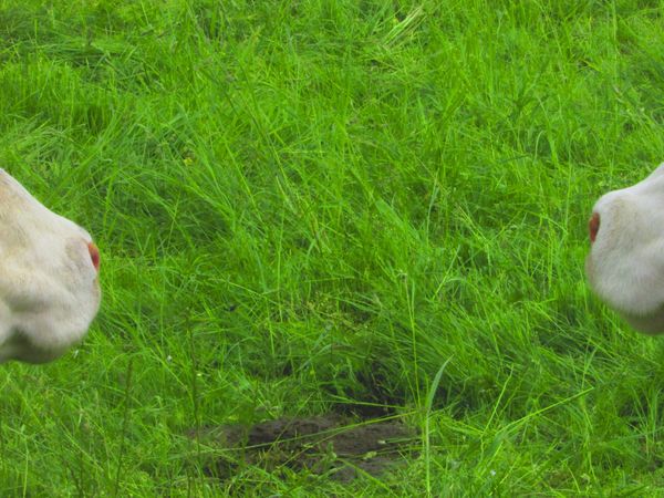 Két piszeorr az alpesi legelőn