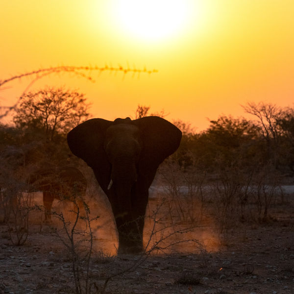 Elefánt ellenfényben