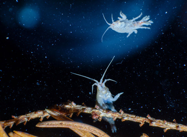 Bolharákok dimenziója