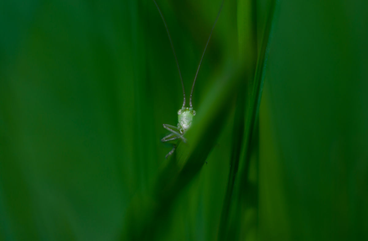 Gárdonyi Annamária