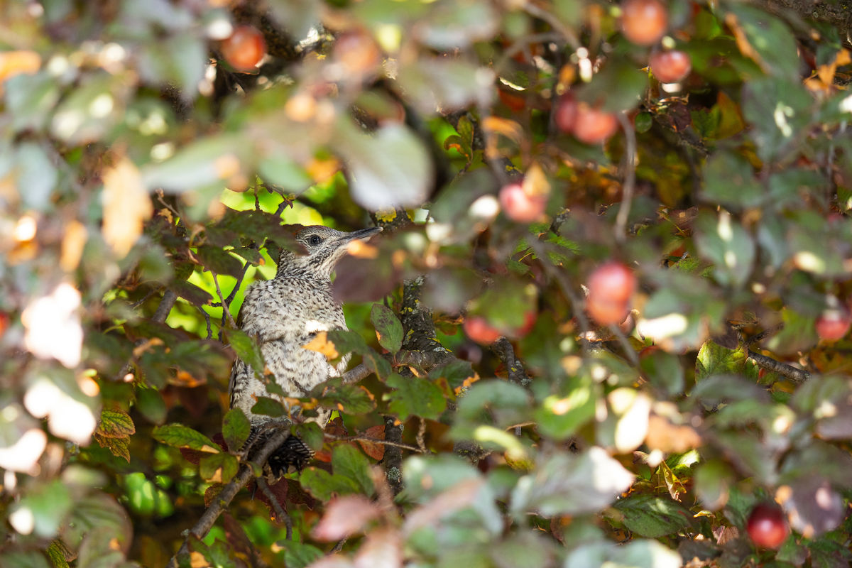Pálinkás Csaba János