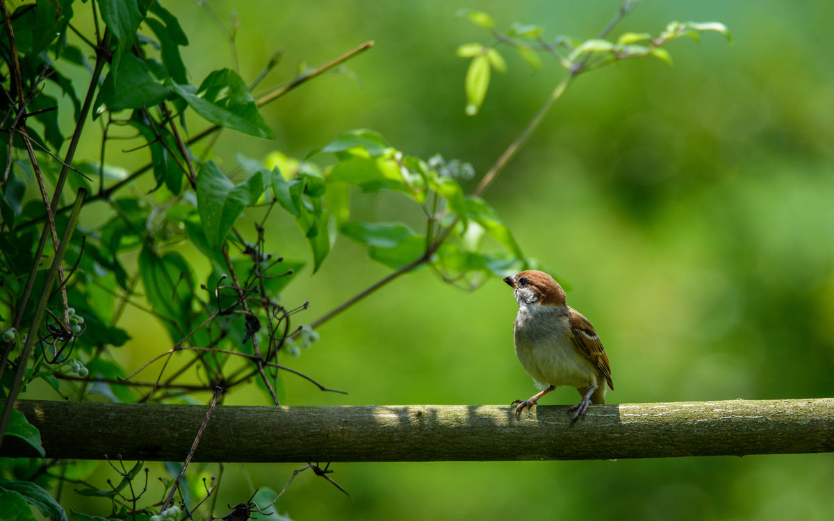 Benke Péter Valentin