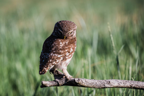 Morcos hétfő reggel