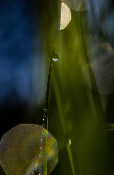 Természetes geometria