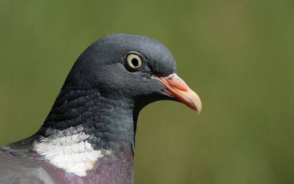 Örvös galamb portré