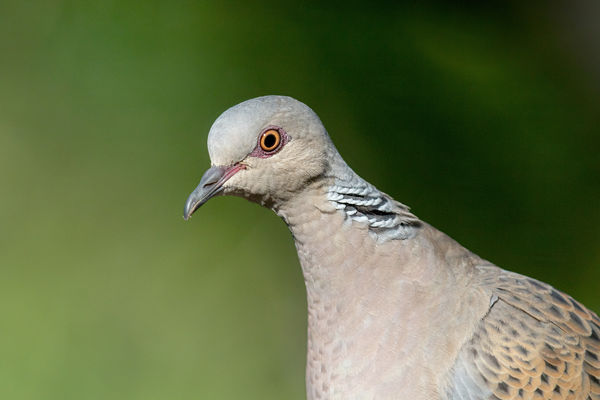Portré zöld háttér előtt