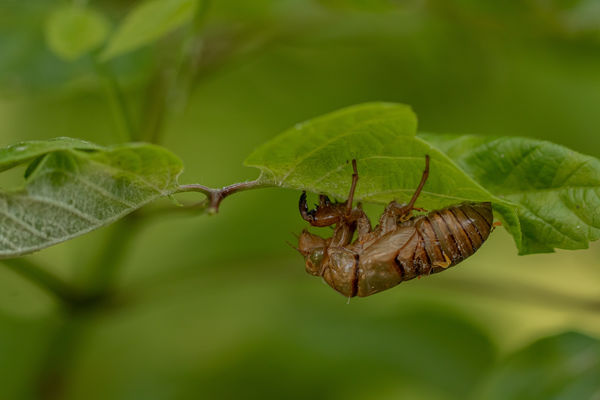 Énekeskabóca levetett ruhája