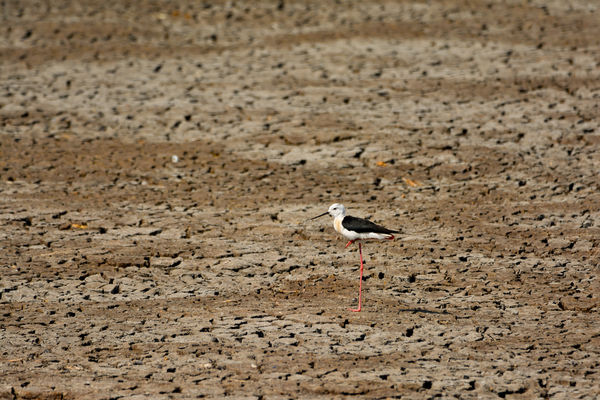 "Majdnem" üres tómeder