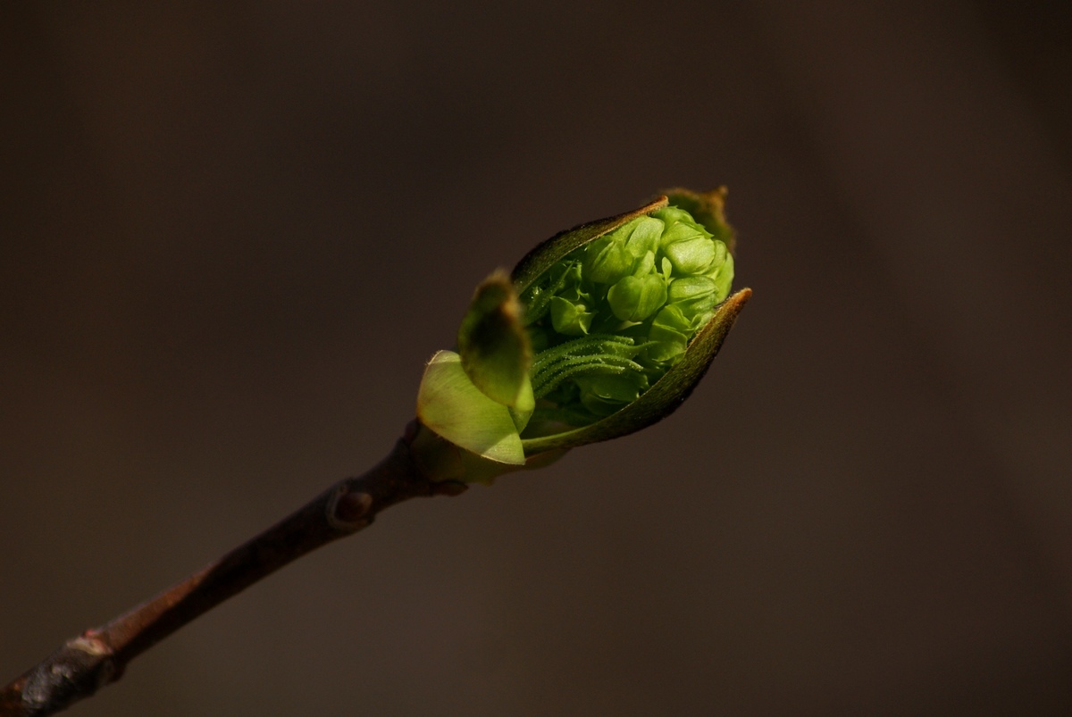 Laczkó-Magyar György