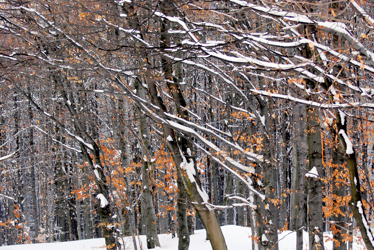Gaál Zoltán Péter