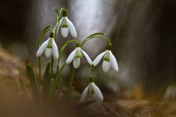 Sötét erdő mélyén