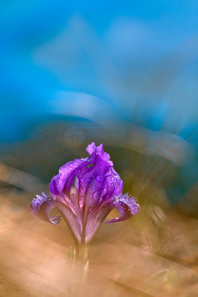 Törpe Nőszirom (Iris pumila)