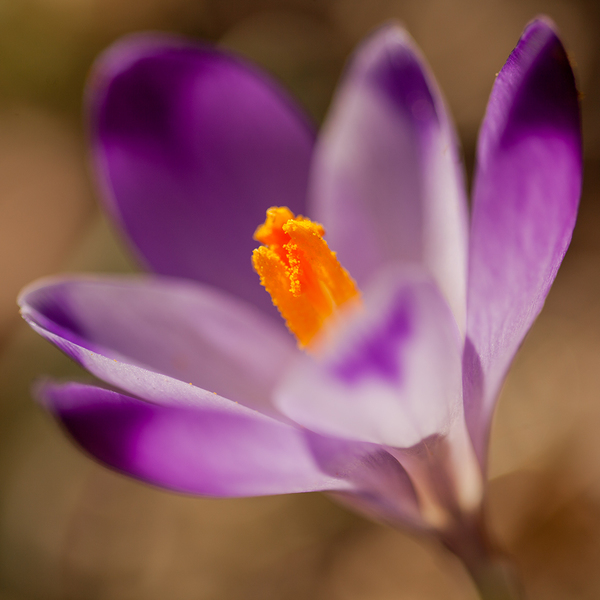 Halvány Sáfrány (Crocus vittatus)