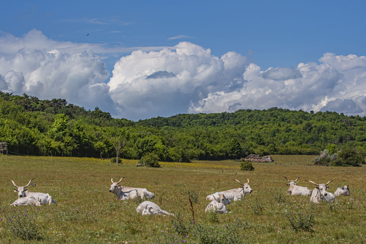 Gaál Zoltán Péter