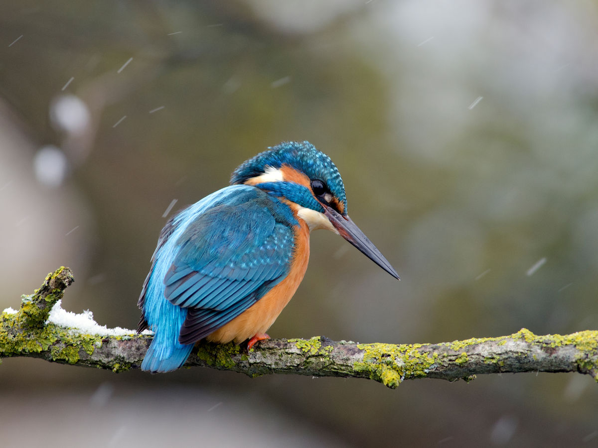 Násfayné Kőházi Mária
