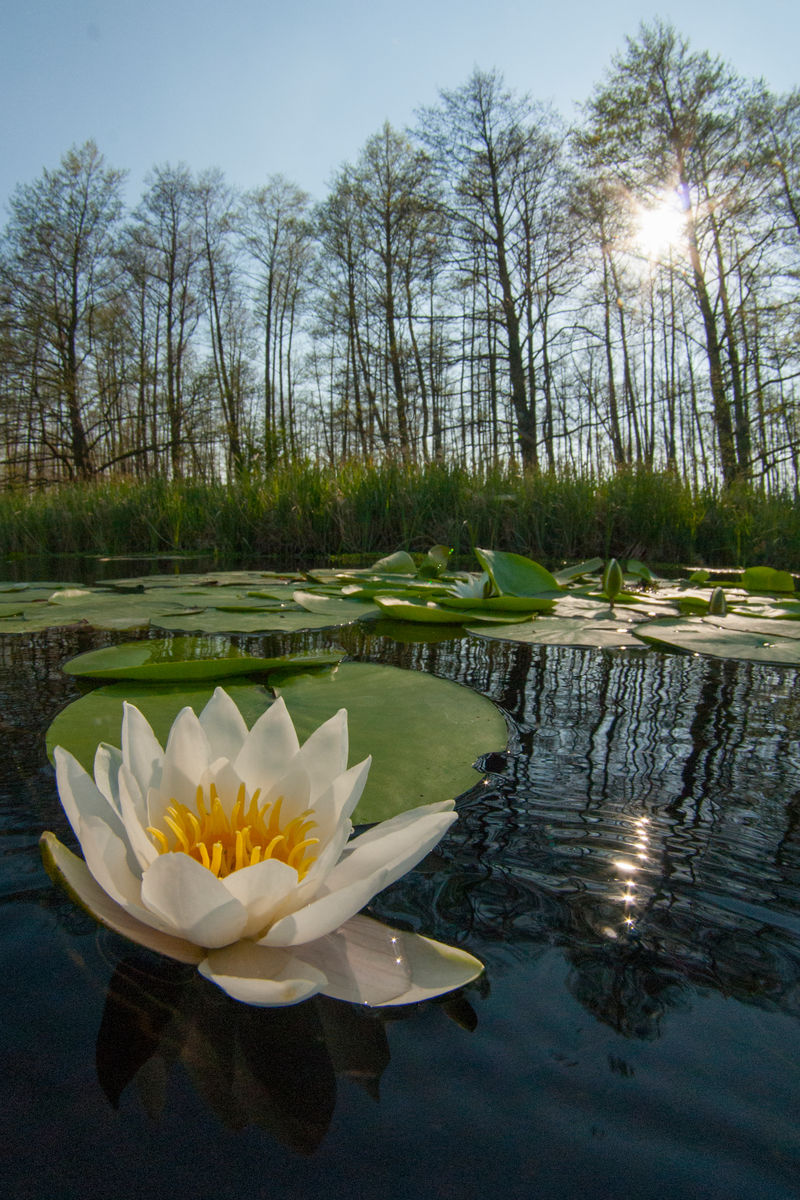Násfayné Kőházi Mária