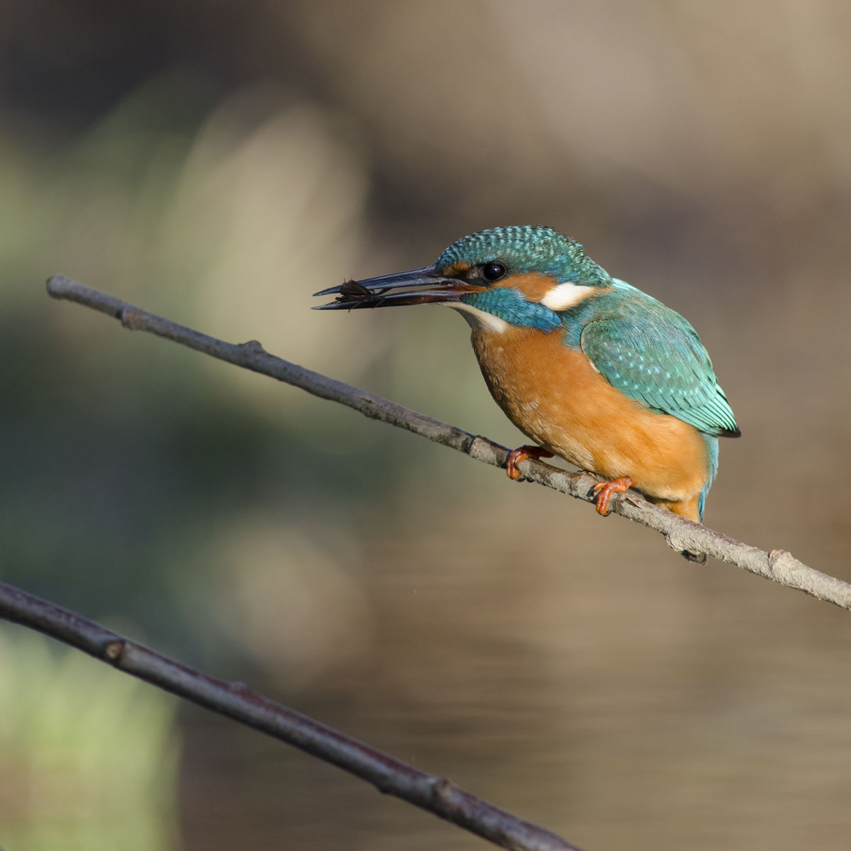 Násfayné Kőházi Mária