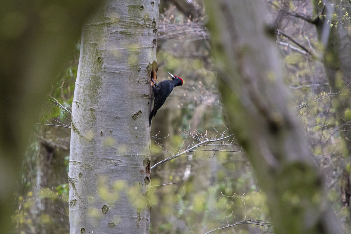 Kontár Csaba Attila
