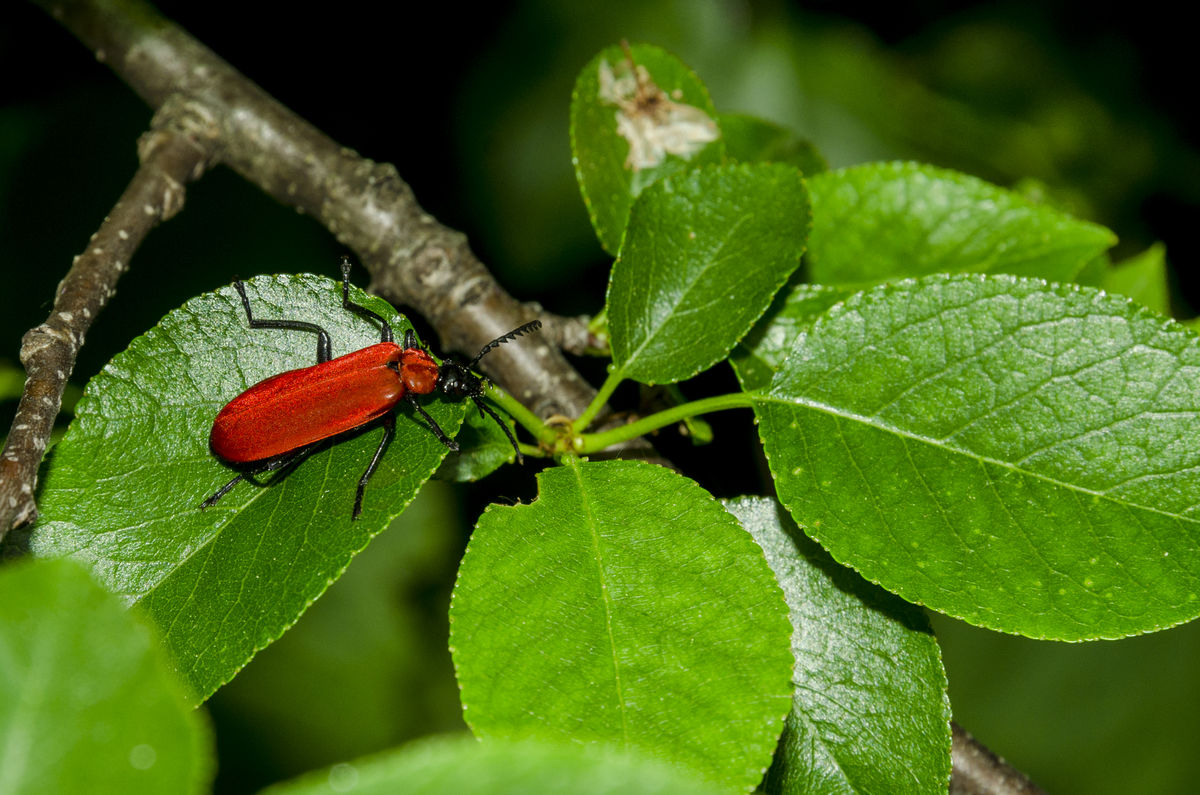 Kontár Csaba Attila
