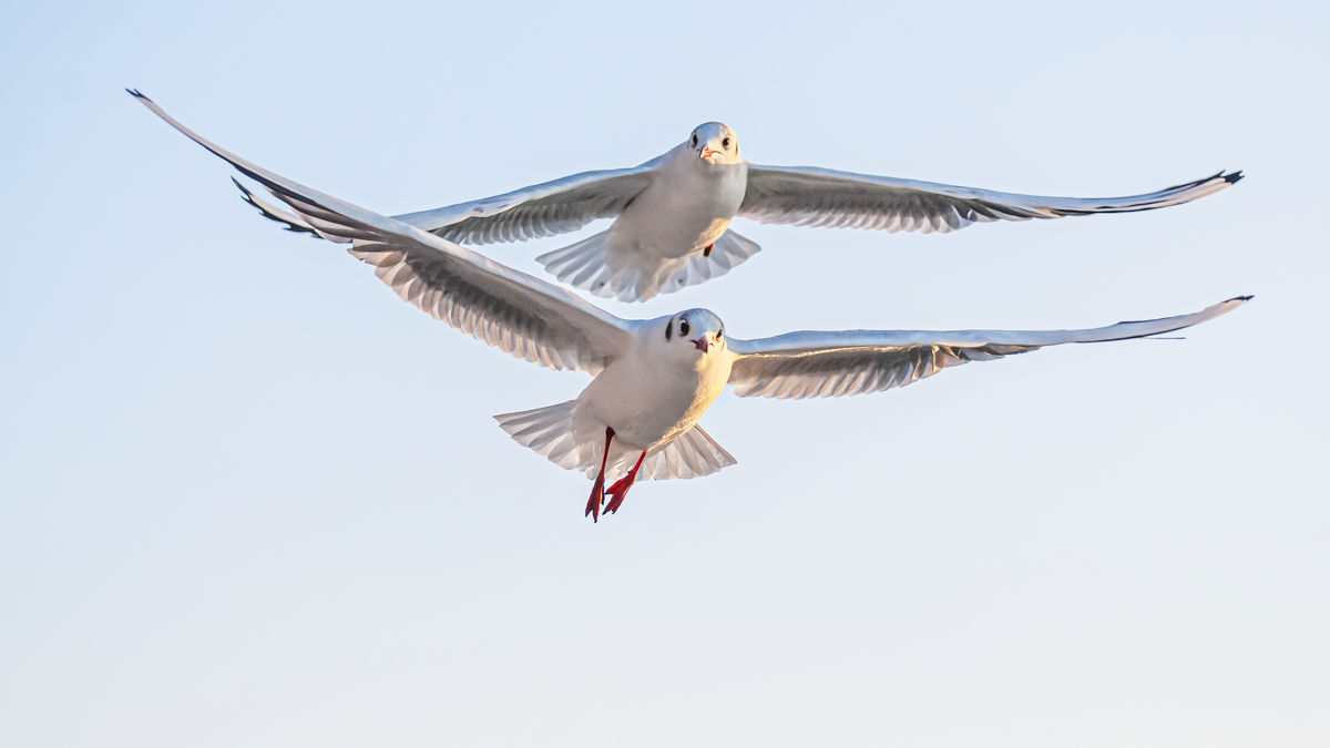 Gaál Zoltán Péter