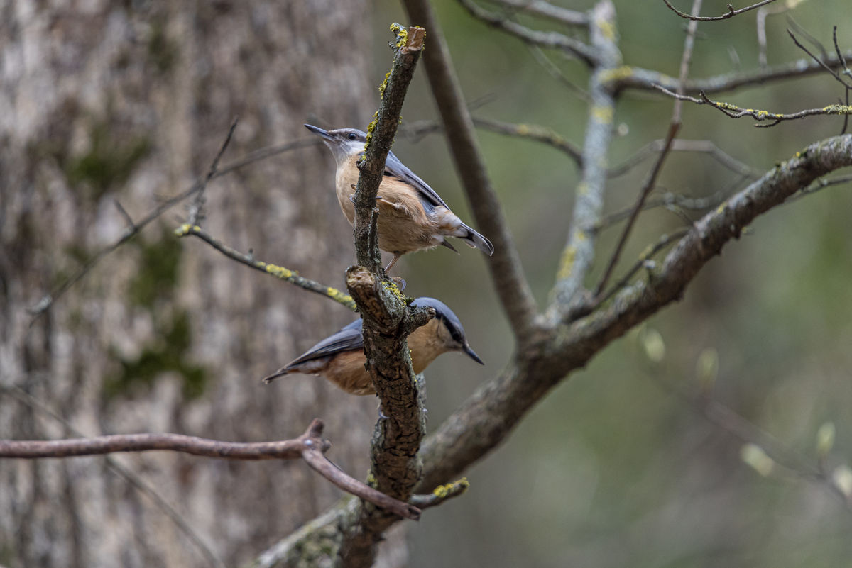 Kontár Csaba Attila