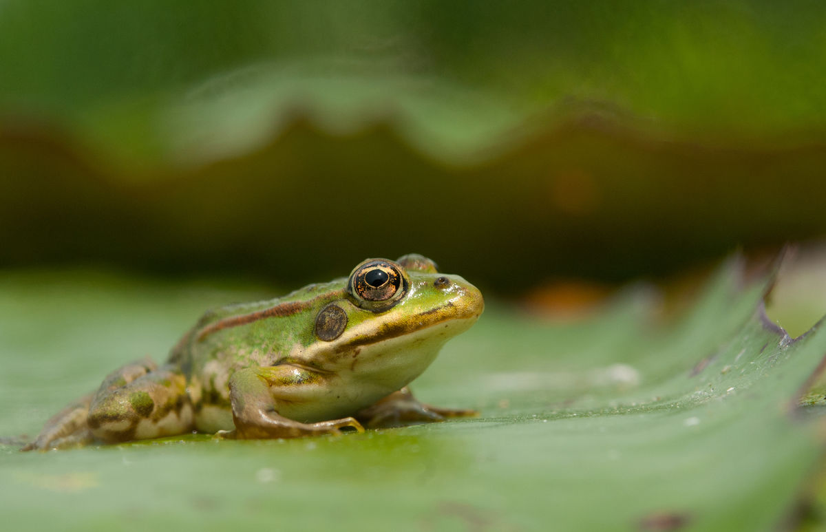 Násfayné Kőházi Mária