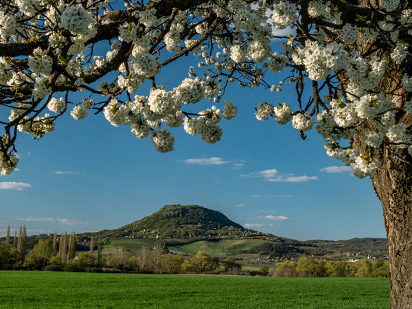 Hanami (virágnézés)