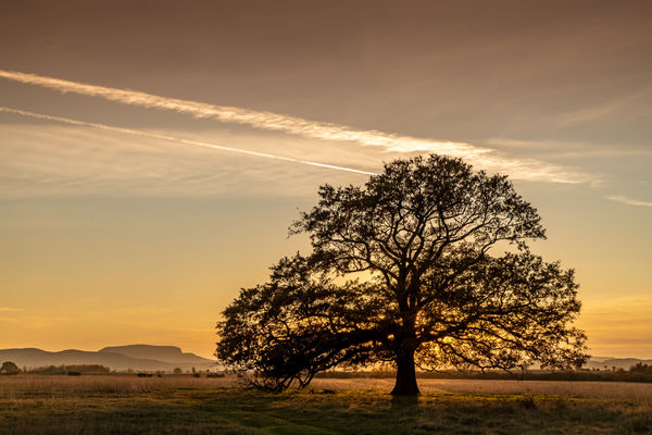 A Káli öreg tölgy