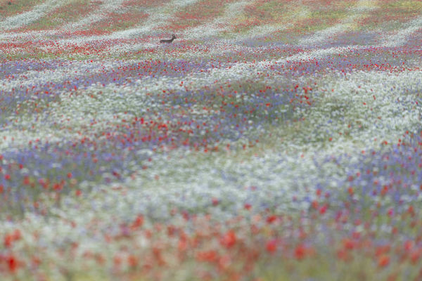 Őz a pipacsok között