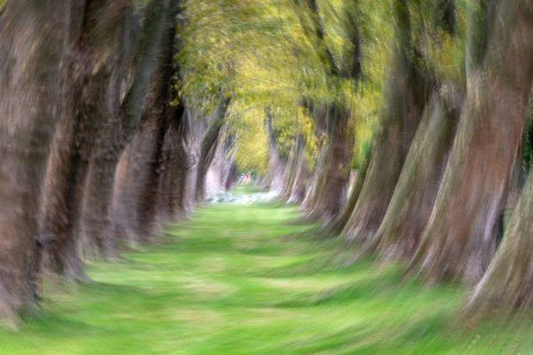 Jankovichi platánsor