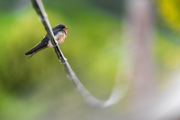 Tollas villanypásztor