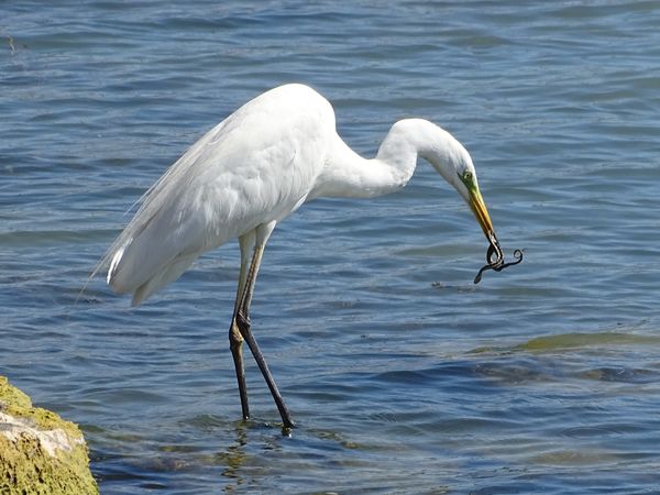 Nagy kócsag vízisiklóval