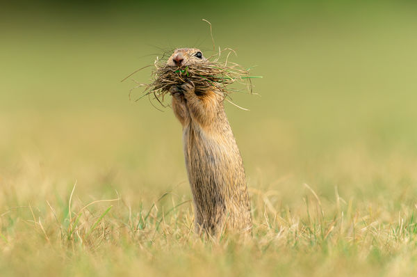 Nem fordulok kétszer, ez még befér a számba!