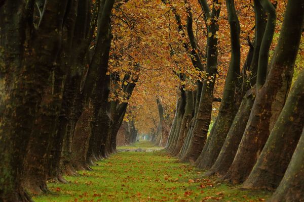 Platánsor Jankovichon