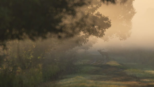 Bőgő bika a Fehérvízi-lápon