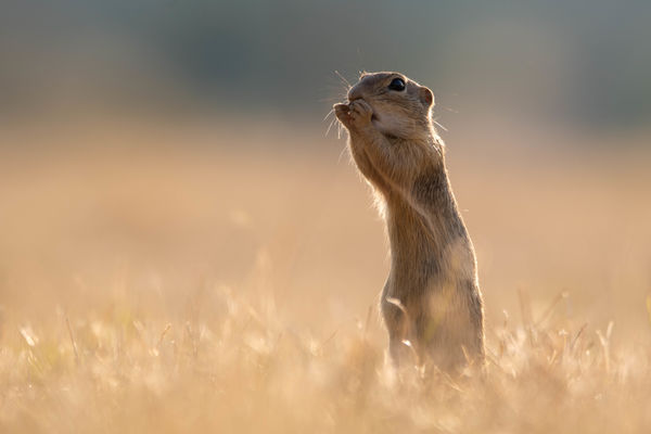 Hoppá, elfelejtettem kihúzni a vasalót!