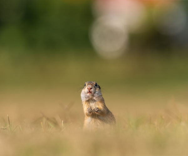 Hörcsög pofát vágok!