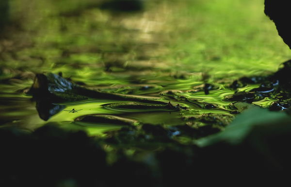 Molnárka az aranyfolyón 