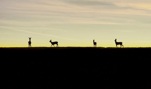 Egy sima, egy fordított