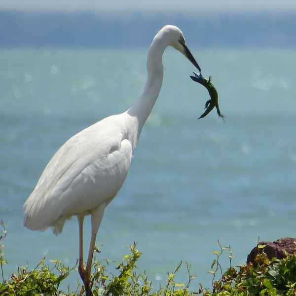 A kócsag és a gyík