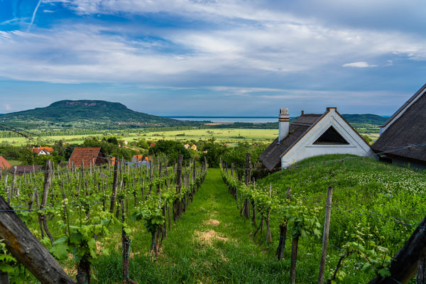 Szőlőtőkék között