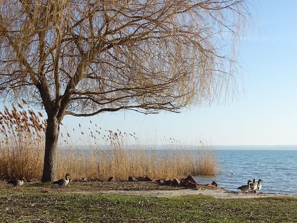 Nyári ludak a téli Balatonnál
