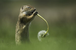 Ürgemuzsika Ürgemuzsika