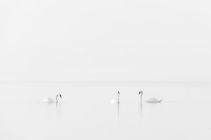 Hattyúk tava Hattyúk tava