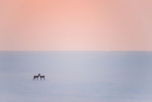 Őz szerelem Őz szerelem