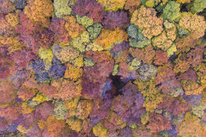 Őszi erdő a Keszthelyi-hegységben